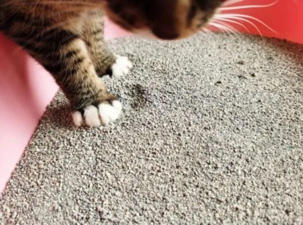 选什么样的猫砂盆比较好用？猫砂盆尺寸款式选择指南