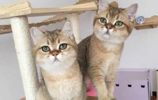 宠物寄养价格 猫咪狗狗价格都不同