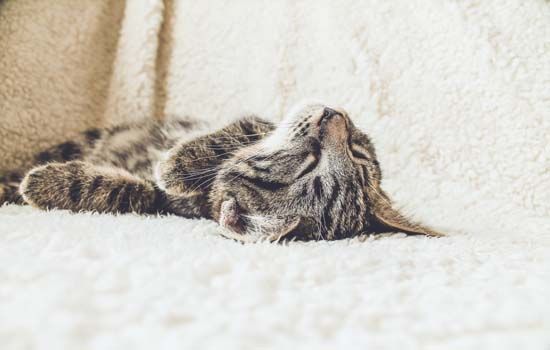 宠物寄养价格 猫咪狗狗价格都不同