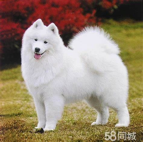 1mzyhhpa3·宠物上门喂养