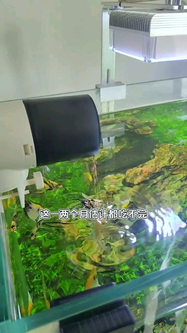 智能鱼缸喂食器_家用自动喂食器_鱼缸过滤器_鱼缸配件大全_水族箱养鱼技巧