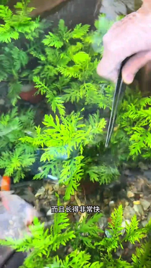 鱼缸造景水草批发_水培植物净化空气_室内观赏水草_水草种子_水族箱生态布景