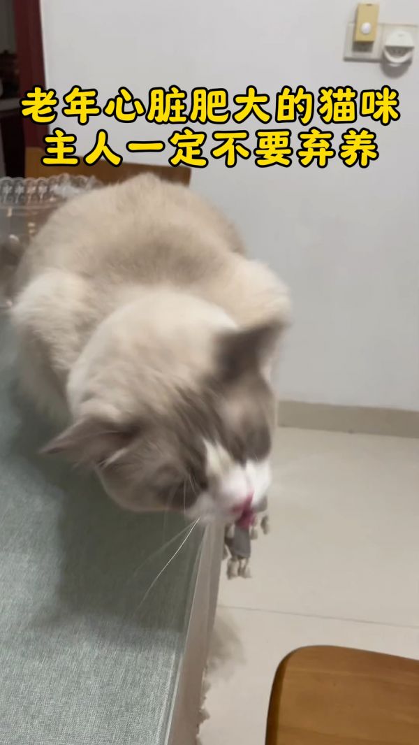 宠物医院在线咨询_猫心脏肥大症状及治疗_猫咪心脏病特效药_宠物医院小时咨询在线_猫咪心脏肥大怎么照顾_猫心脏肥大能活多久_猫咪养护技巧_宠物医院推荐