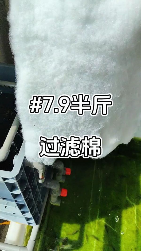 鱼缸过滤棉更换周期_鱼缸清洁工具推荐_鱼缸过滤棉品牌_水族箱过滤材料_鱼缸过滤棉材质_鱼缸专用过滤棉_鱼缸过滤系统配件_鱼缸过滤棉清洗方法_鱼缸过滤棉价格_鱼缸过滤棉使用技巧