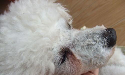 如何清理狗狗的眼屎？（一步步教你做好宠物眼部卫生）
