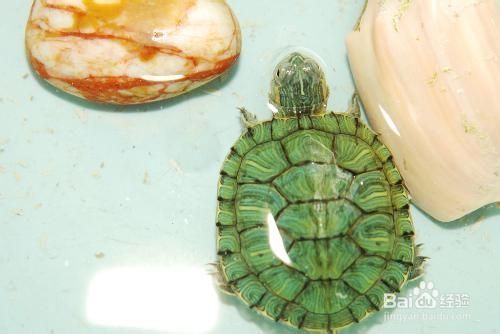 乌龟眼睛肿了怎么办
