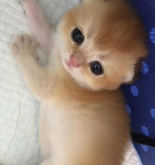 揭秘猫咪大小眼的原因（宠物猫的眼睛问题该怎么办）