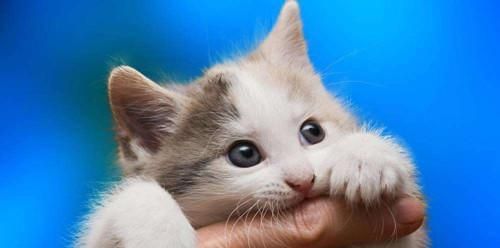 宠物猫咪眼睛红肿分泌物多的原因与解决方法（保护猫咪眼睛健康）