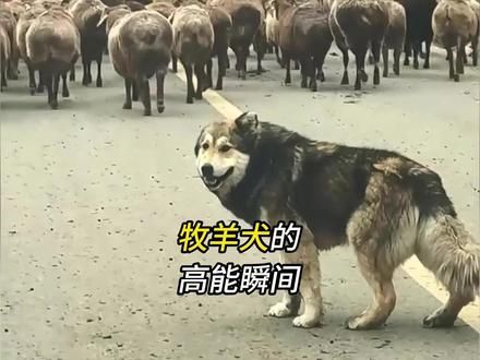 盘点牧羊犬的那些高能瞬间，即使自己腿瘸了也要拦着车护羊 #牧羊犬 #边牧