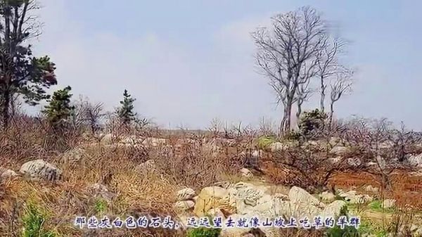 八公山影像：三月春风拂过放羊山