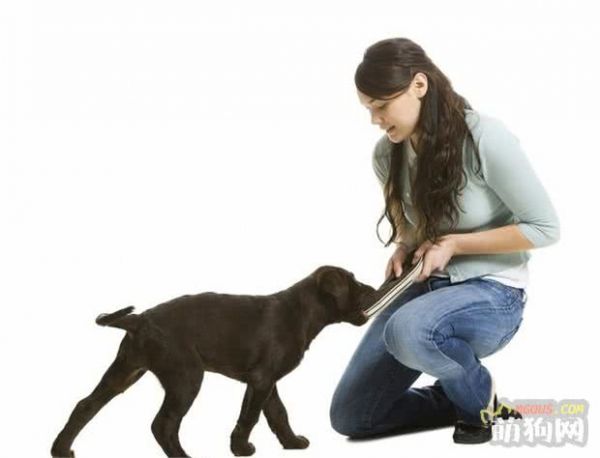 狗狗不听话？想要聪明乖巧的狗狗？这有5种专业训练方法快拿去