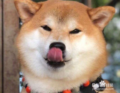 优秀的狗狗怎样训练？