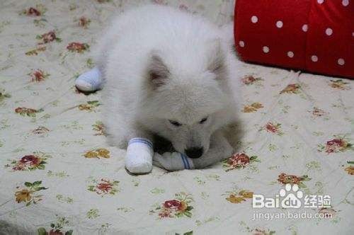 你知道萨摩耶狗狗怎样拒绝生人食物的训练法吗
