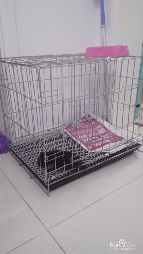 如何训练狗狗定点大小便（尤其是小狗狗）