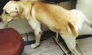 成年犬上厕所训练要点