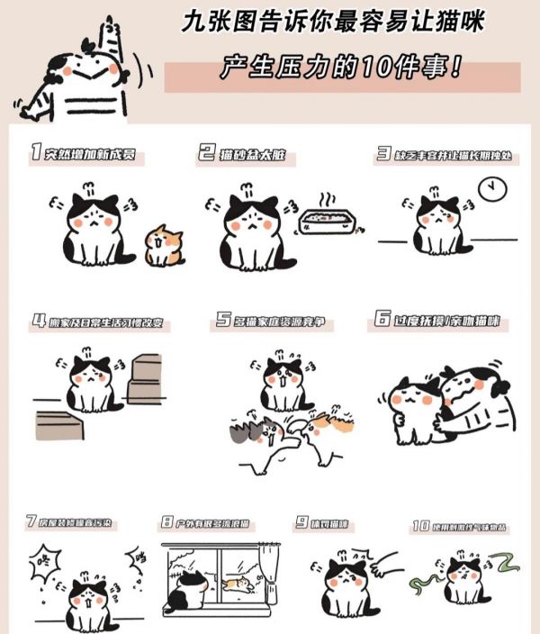 8张图告诉你容易让猫咪产生压力的10件事。#科学养宠攻略 给猫咪产生压力会有什么坏处？ #养猫经验分享 #猫咪应激 #萌宠百科 #养宠进阶指南