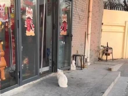 一只流浪猫在超市门口乞讨食物，最后被买水果的小姐姐收养。 一只流浪猫在超市门口乞讨食物，买水果的小姐姐上前查看发现这是去年投喂过的流浪猫#流浪猫 #我和流浪猫的故事 #猫