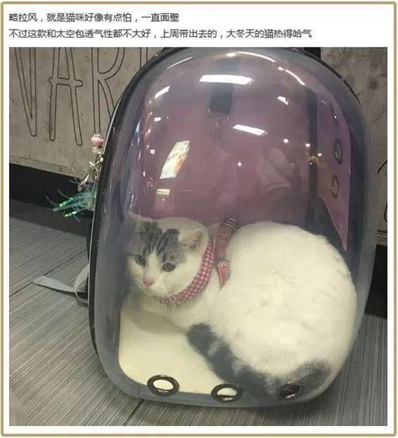 如何看出猫咪是否不开心?怎么拯救不开心?| 解决猫咪心理压力