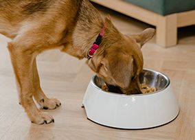 恶犬的自白