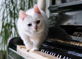 服务犬对人类健康的贡献