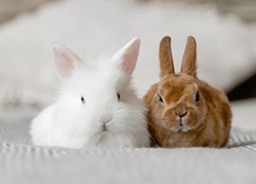 笨拙沙皮犬
