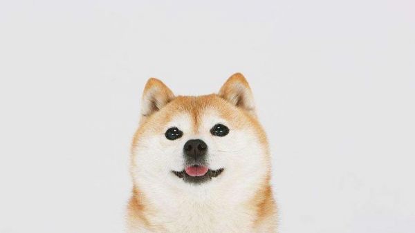 狗叫声吵闹的原因及对策