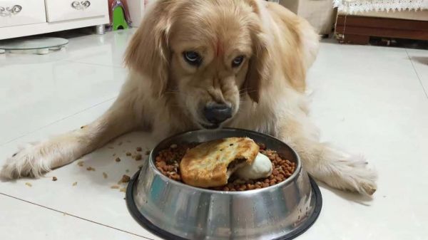 狗狗为什么会咬人?除了疯狗还有这几个原因