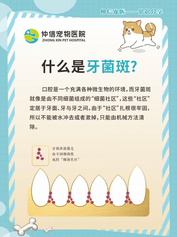 第19集：宠物洁牙。宠物口腔健康应该如何护理？快来了解一下吧#知识科普 #宠物洁牙 #养宠 #一起学习