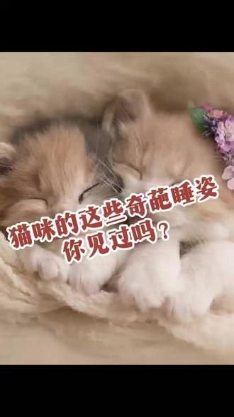 第26集：[睡]睡姿大合集！一定有你家猫咪的睡姿[坏笑][坏笑]