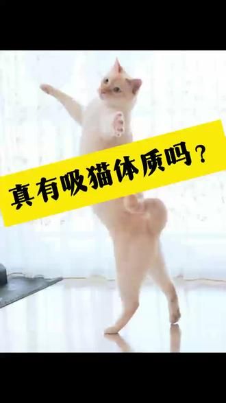 第24集：传说中的吸猫体质 #被猫咪治愈的瞬间 #萌宠出道计划 #谁能拒绝傻憨憨的小猫咪 #这小猫谁养谁不迷糊