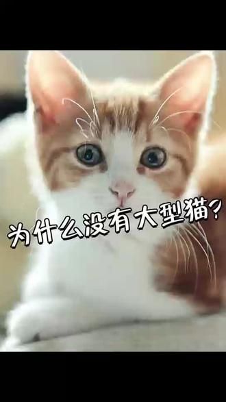 第25集：你的小型猛兽 #神奇动物在抖音 #喵星人