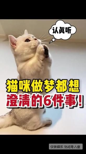 第28集：猫咪嘴替上线