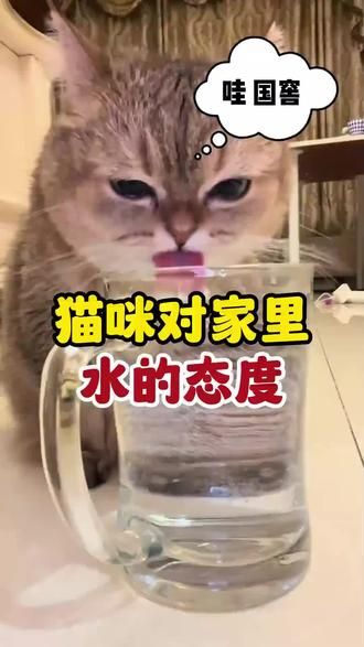第29集：猫咪眼里的水。。。。排行榜