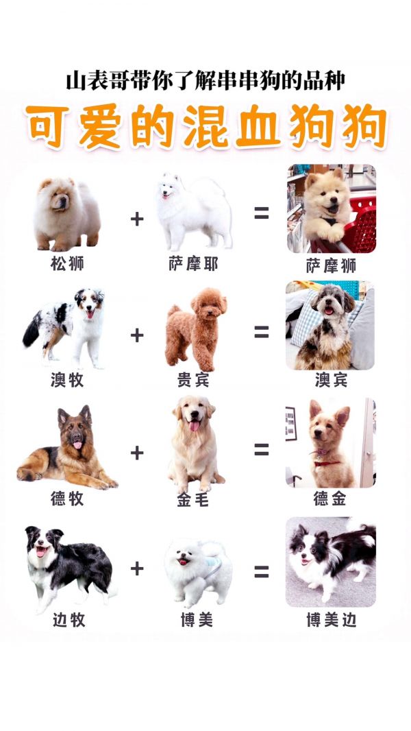 图文带你了解各种串串狗的品种。贵宾+比熊=泰迪熊 贵宾+马尔济斯=马尔泰 贵宾+金毛等=金贵 贵宾+伯恩山=山贵 哈士奇+柯基=哈士基 柯基+柴犬=柴可夫斯基 柯基+金毛=金基 边牧+柯基=边基 柯基+博美=博基 柯基+阿拉斯加=阿拉斯基 哈士奇+秋田=秋哈 哈士奇+拉布拉多=拉布拉哈 哈士奇+阿拉斯加=阿拉斯哈 哈士奇+柴犬=哈士柴 马尔济斯+约克夏=马尔约 马尔济斯+金巴=马尔巴 马尔济斯+蝴蝶犬=蝴蝶济斯 博美+吉娃娃=博娃娃 博美+哈士奇=博士奇 中华田园犬+萨摩耶=中华耶 萨摩耶+雪纳瑞=萨摩雪 萨摩耶+金毛＝萨摩金 约克夏+雪纳瑞=约克雪 可卡+贵宾犬=可卡布 吉娃娃+腊肠犬=鹿娃娃 松狮+萨摩耶＝萨摩狮 澳牧+贵宾＝澳宾 德牧+金毛＝德金 边牧+博美=博美边 #图文伙伴计划2024 #串串狗也可爱 #萌宠 #娱乐评论大赏 #狗狗