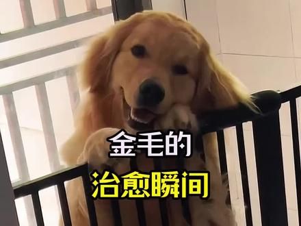 金毛到底有多可爱 #狗狗 #金毛 #狗狗日常