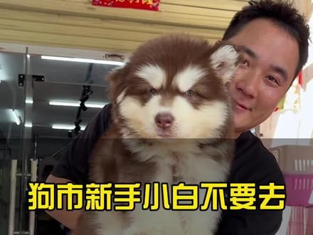 新手小白真的不建议去狗市淘狗，因为你们自己买的狗多半都是病狗！#萌宠出道计划 #狗市 #狗狗