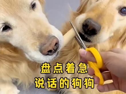 #狗狗 #狗狗的心思都写在脸上了