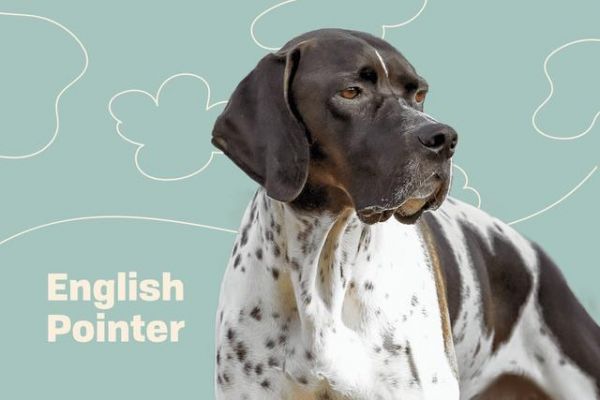 207个品种纯种犬介绍三（波音达指示猎犬）-有驾
