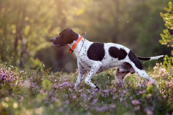 207个品种纯种犬介绍三（波音达指示猎犬）-有驾