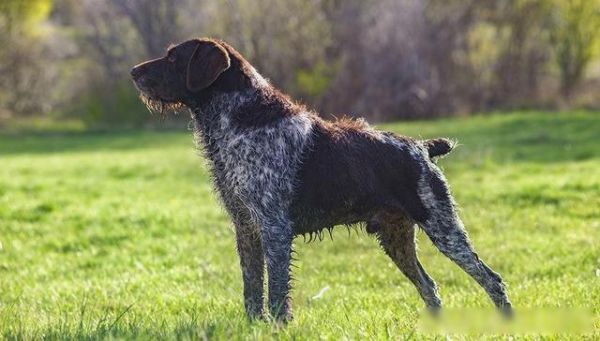 207个品种纯种犬介绍三（波音达指示猎犬）-有驾