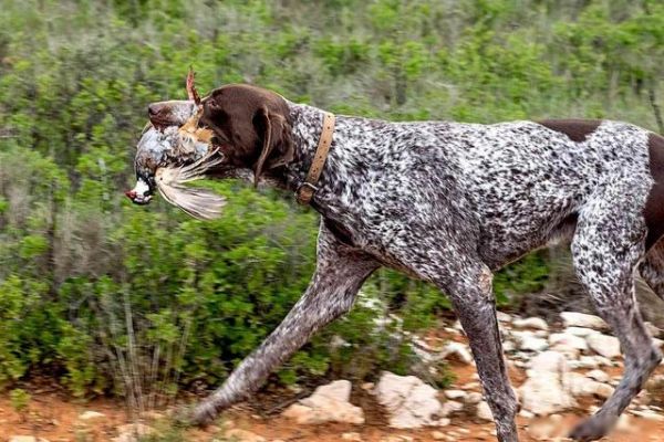 207个品种纯种犬介绍三（波音达指示猎犬）-有驾