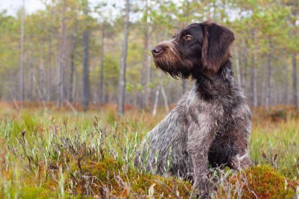 207个品种纯种犬介绍三（波音达指示猎犬）-有驾