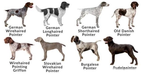 207个品种纯种犬介绍三（波音达指示猎犬）-有驾