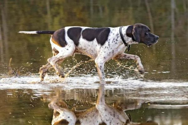 207个品种纯种犬介绍三（波音达指示猎犬）-有驾