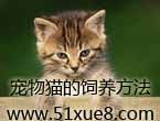 宠物猫的饲养方法教程