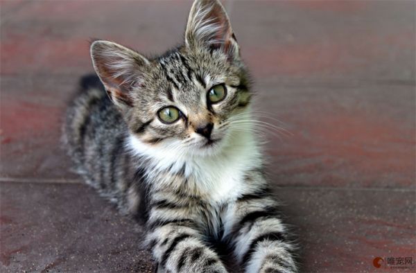 正规免费领养宠物猫的途径有哪些