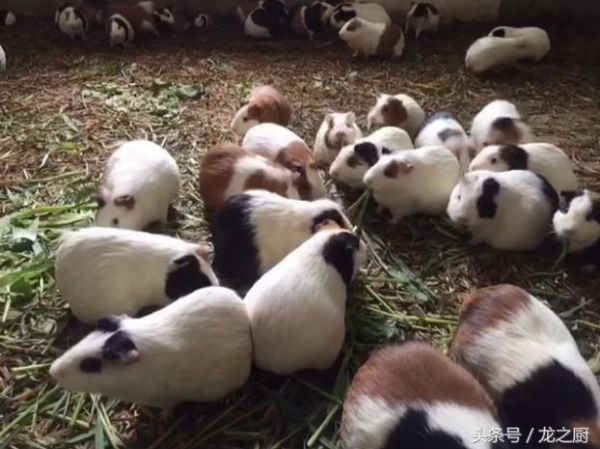 农民养殖重3斤的“猪”可当宠物养，论只卖80一只，年入二十万