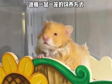 一期完整的家庭版金丝熊繁育攻略 请查收！ #金丝熊 #仓鼠 #养鼠日常分享 #仓鼠宝宝 #仓鼠日常