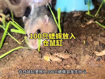 仓鼠缸里放入一百只蟋蟀，能否让仓鼠实现蛋白质自由#养鼠日常分享 #仓鼠 #萌宠小仓鼠 #仓鼠日常 #土养仓鼠