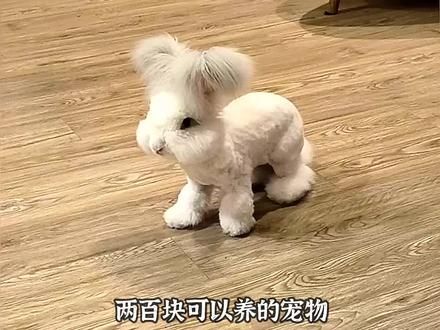 宠物解说：两百块可以养的宠物，你想要哪个？#宠物 #萌宠 #家有萌宠